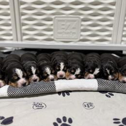 Bernese Mountain Dog Puppies from Jena's Blissful Bernese Mountain Dogs