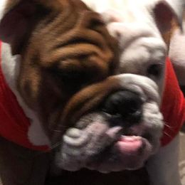 Bulldogs from English Bulldogs