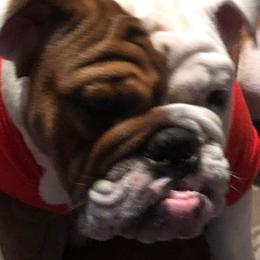 Bulldogs from English Bulldogs
