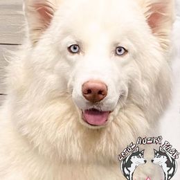 Hestia - Siberian Husky