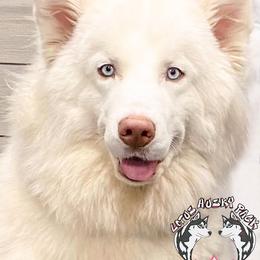 Hestia - Siberian Husky