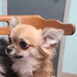 Bijou - Chihuahua