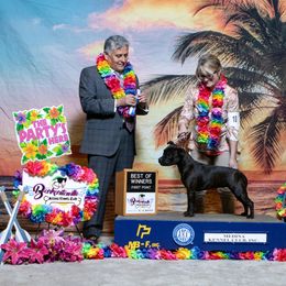 Staffordshire Bull Terrier All Grown Up from Freystaff Staffordshire Bull Terriers