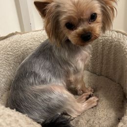 Cleo - Yorkshire Terrier
