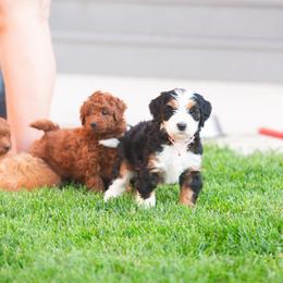 Bernedoodle and Goldendoodle Puppies from Sunnydoodle Utah