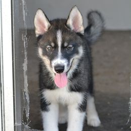 Siberian Husky Puppies from SoFlo Siberians