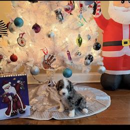 Blitz - Blue merle male Aussiedoodle puppy in Lavonia, Georgia from H & A Kennels