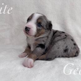 Geo - Blue merle male Miniature Australian Shepherd puppy in Corpus Christi, Texas from Elite Miniature Australian Shepherds