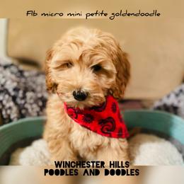 Goldendoodle and Poodle Puppies from Winchester Hills Poodles and Doodles
