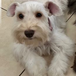 Honey - Miniature Schnauzer
