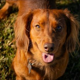 Charlie - Red male Dachshund puppy in Excel, Alabama from CJ’s Little Palace