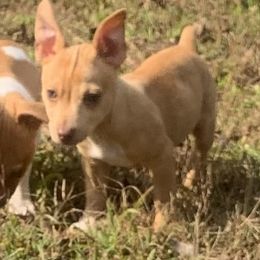 Chocolate Sable Female - Sable and white female Teddy Roosevelt Terrier puppy in Gadsden, Alabama from Rich Cat’s