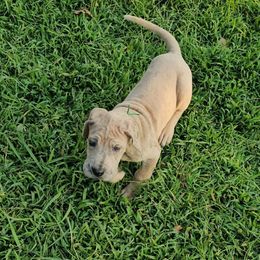 Yarnell - Merle male Great Dane puppy in Jerusalem, Arkansas from Mara Danes