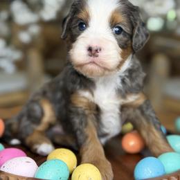 Benji - Brown - Merle male Bernedoodle puppy in Yuciapa, California from AlltheDoodlez_