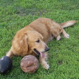 Titan  - Golden Retriever