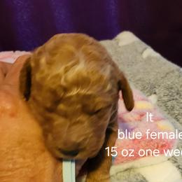 Lt. Blue collar Lilly - Apricot female Goldendoodle puppy in Fairmount, Indiana from Capens' Doodles,Poodles and Poo's