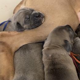 Red boy - Gray and fawn male Cane Corso puppy in Lakeland, Florida from Valyrian Cane Corsos