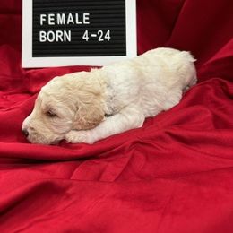 Labradoodle Puppies from Decatur Doodles