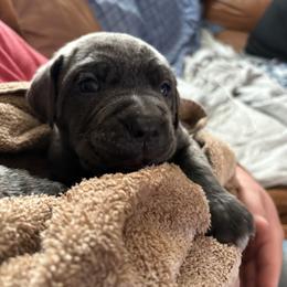 Cane Corso and Lowchen Puppies from High Royal Kennel