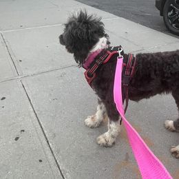 Aussiedoodles, Bernedoodles, and Goldendoodles from Lyon and Luna Goldendoodles Bernedoodles