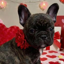 Brindy - Brindle female French Bulldog puppy in Omaha, Nebraska from Colorful Dachshunds