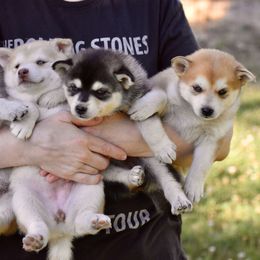 Pomsky and Siberian Husky Puppies from Blacktail Mountain Pomskies