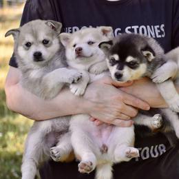 Pomsky and Siberian Husky Puppies from Blacktail Mountain Pomskies