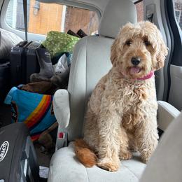 Nova - Goldendoodle