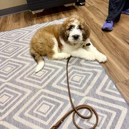 Saint Berdoodle Puppies from Country Manor Saint Berdoodles