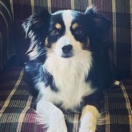 Cassie - Toy Australian Shepherd