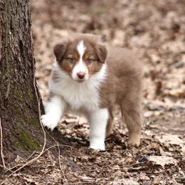 Cayenne - Red tri-color female Australian Shepherd puppy in Coldwater, Michigan from Northern Star Australian Shepherds