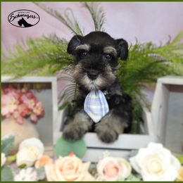 AKC 25009 - Black and silver male Miniature Schnauzer puppy in Mount Airy, Georgia from Miniature Schnauzers GA, LLC