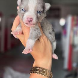 Echo - Merle female Pomsky puppy in Mc Callsburg, Iowa from SZ Rolling Acres LLC