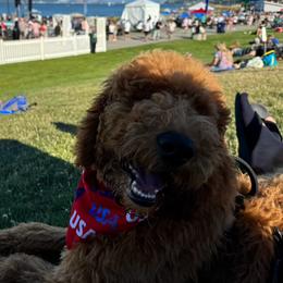 Goldendoodle All Grown Up from Dawnie’s Doodles
