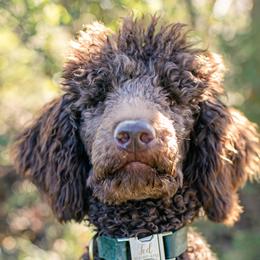 Ted - Poodle
