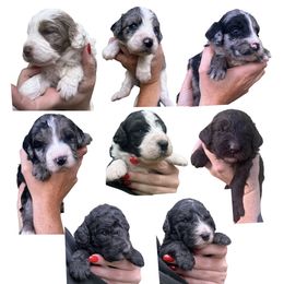 Aussiedoodle Puppies from Aussiedoodle palace
