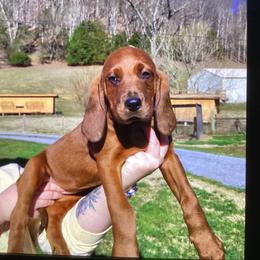 Girl 2 - female Redbone Coonhound puppy in Free Hill, Tennessee from Copelands TN Redbones