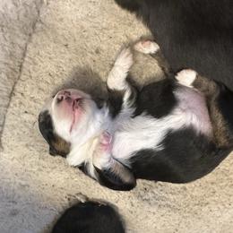 Black tri girl 1 - Black tri female Toy Australian Shepherd puppy in Lame Deer, Montana from Bar M Toy Aussies