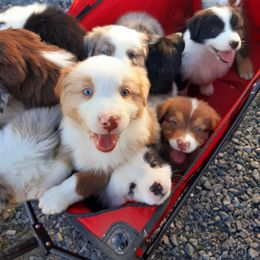 Australian Shepherd Puppies from Johnson Hill Aussies