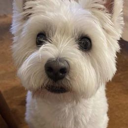 Scottish Terriers and West Highland White Terriers from Curry Hill Westies and Scotties