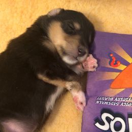 Tandy - Black white and tan female Collie puppy in Columbus, Ohio from Covenant Collies