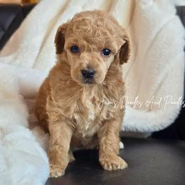 Inferno - Apricot female Poodle puppy in Cleveland, Georgia from Jam's Doodles And Poodles