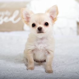 Casper - Cream Chihuahua puppy in Orlando, Florida from Destiny Chihuahuas