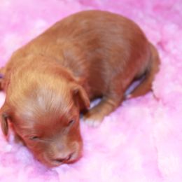 Jewel - Red  Goldendoodle puppy in Shelby Township, Michigan from Shelby Doodles MI LLC