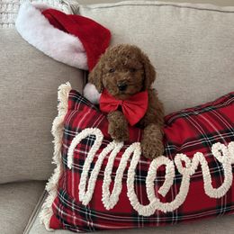 Cesar - Red  male Goldendoodle puppy in Mint Hill, North Carolina from DoodleForever