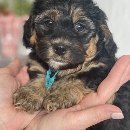 Bernedoodle Puppies from Better Day Bernedoodles