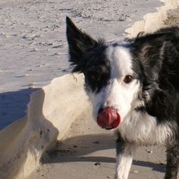 Border Collies and West Highland White Terriers from Lysiane Huber