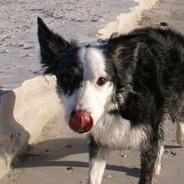 Border Collies and West Highland White Terriers from Lysiane Huber