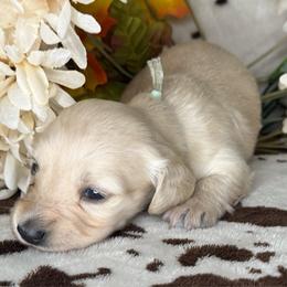 Cersei - Cream female Dachshund puppy in Lakeland, Florida from Buckwild Doxies