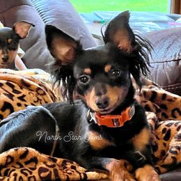Leroy - Prague Ratter